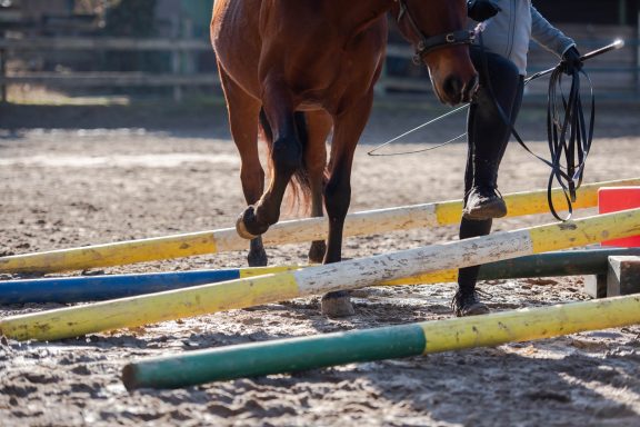 Sarah Dolfen von Tierisch Quietschfidel beim Pferdetraining