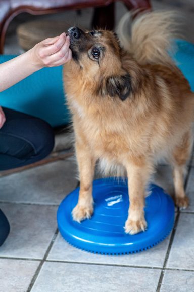 Sarah Dolfen von Tierisch Quietschfidel bei der Hundephysiotherapie (Fitness)