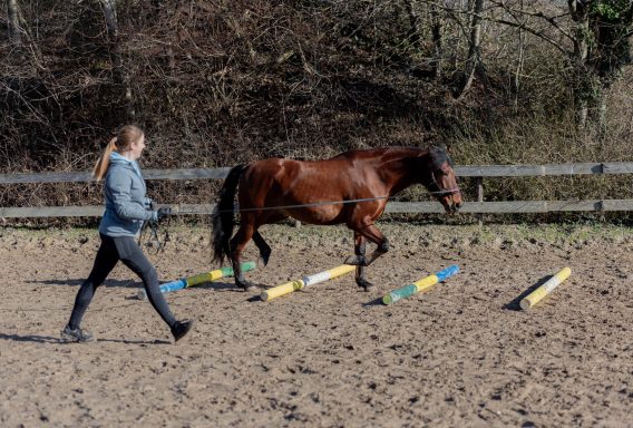 Sarah Dolfen von Tierisch Quietschfidel beim Pferdetraining