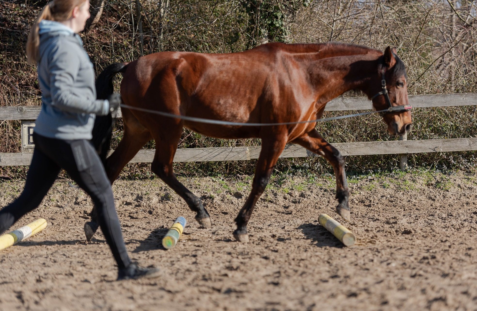 Sarah Dolfen von Tierisch Quietschfidel beim Longieren eines Pferdes