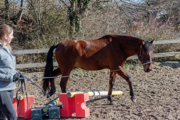 Sarah Dolfen von Tierisch Quietschfidel beim Pferdetraining