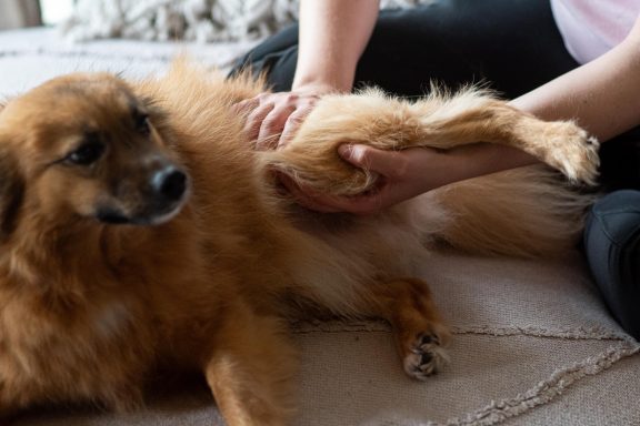 Sarah Dolfen von Tierisch Quietschfidel bei der Hundephysiotherapie (Hüftmobilisation)