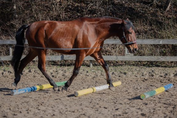 Sarah Dolfen von Tierisch Quietschfidel beim Pferdetraining