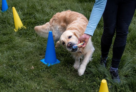 Sarah Dolfen von Tierisch Quietschfidel bei der Hundephysiotherapie (Slalom)