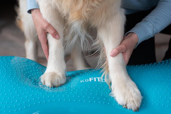 Sarah Dolfen von Tierisch Quietschfidel bei der Hundephysiotherapie (Fitness)