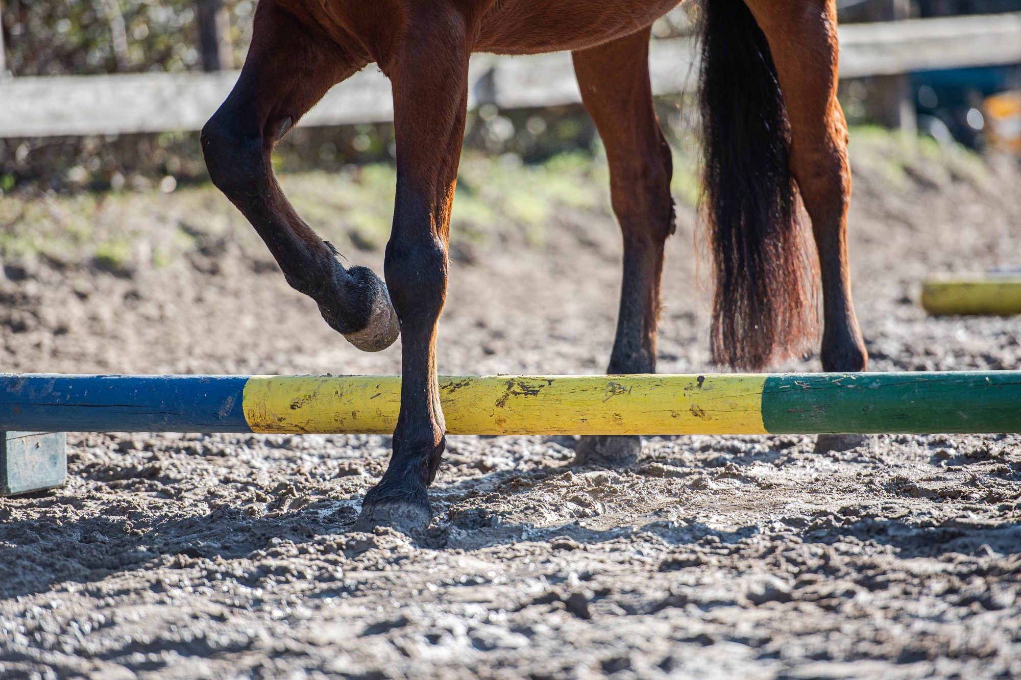 Pferd, das gerade über eine Stange tritt