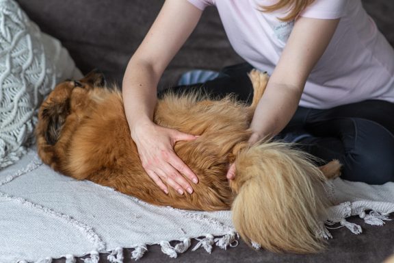 Sarah Dolfen von Tierisch Quietschfidel bei der Hundephysiotherapie (Wirbelsäulenmobilisation)