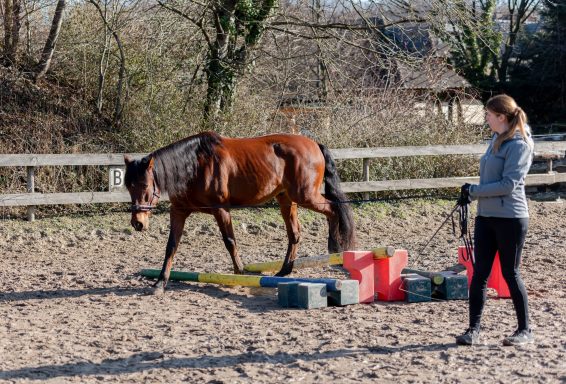 Sarah Dolfen von Tierisch Quietschfidel beim Pferdetraining