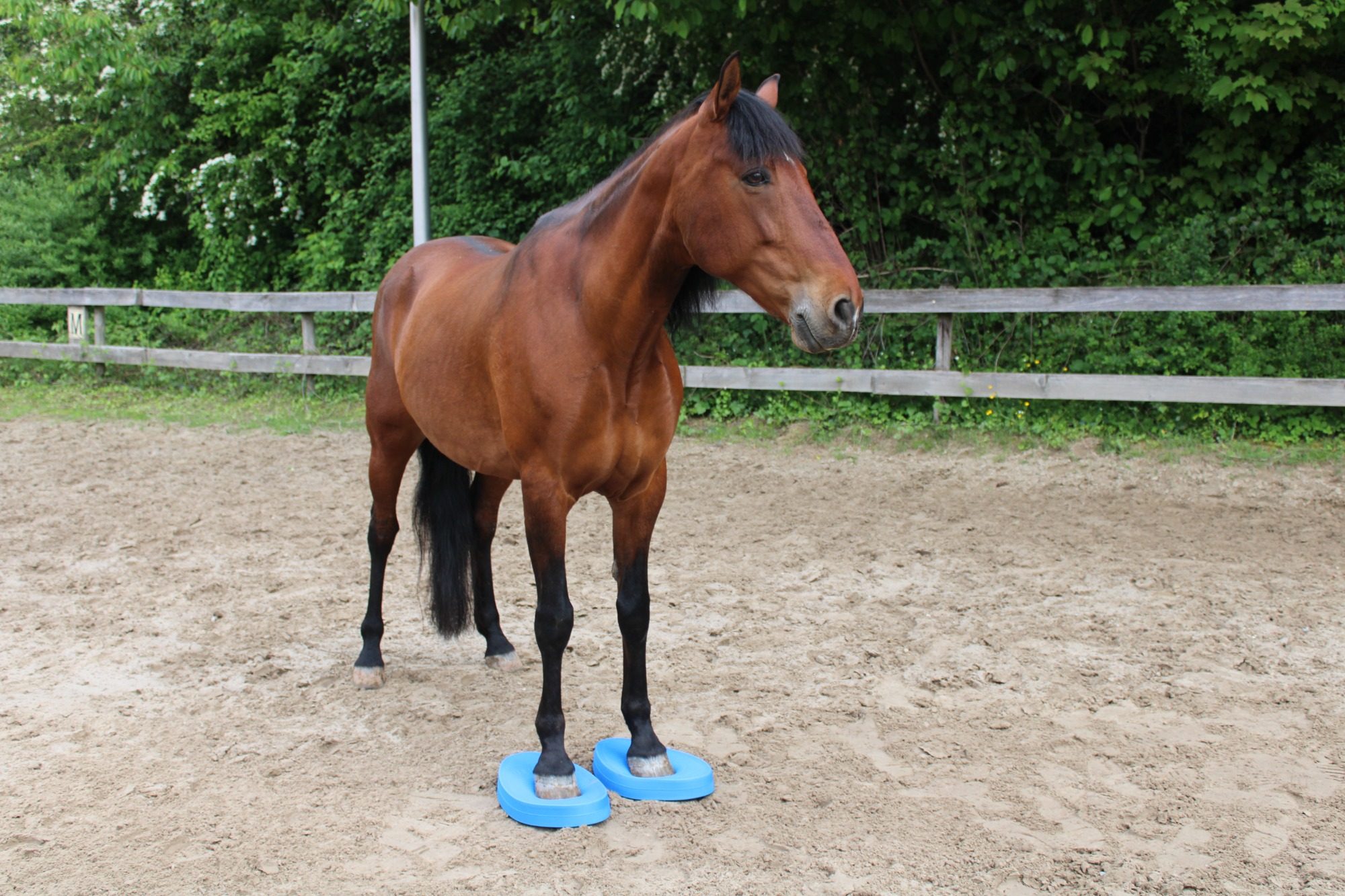 Pferd auf Balance Pads im Reha-Training bei Sarah Dolfen von Tierisch Quietschfidel