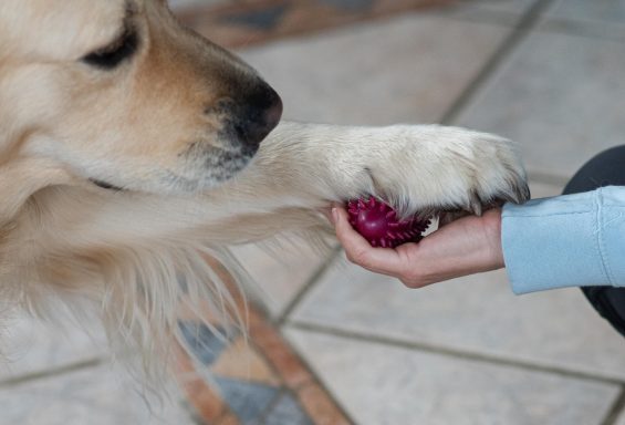 Sarah Dolfen von Tierisch Quietschfidel bei der Hundephysiotherapie (Fitness)