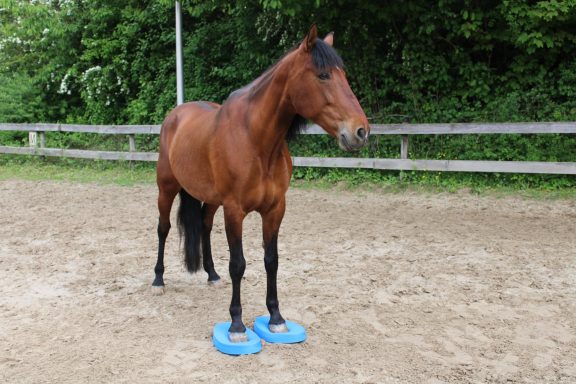 Sarah Dolfen von Tierisch Quietschfidel beim Pferdetraining