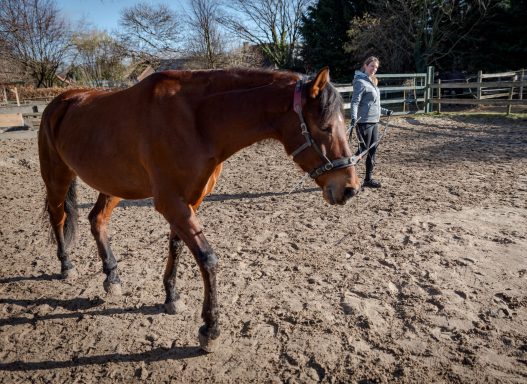 Sarah Dolfen von Tierisch Quietschfidel beim Pferdetraining